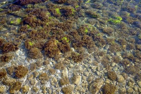 Red Marine Algae Facts Healthfully