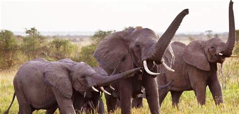 Econcientiza Los Elefantes Emiten Un Sonido Específico Para Alertar De