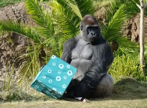 Ten Photos Of Happy Animals Opening Their Christmas Presents