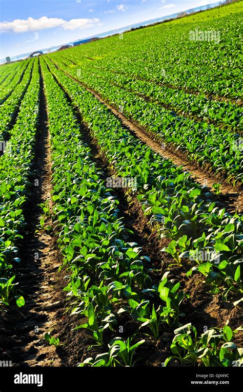 Agriculture Farming Plants Stock Photo Alamy