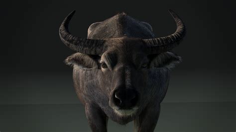 This Is A High Quality Realistic Asian Buffalo With Complete Maps Fur
