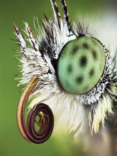 Premier insect photographer John Hallmén shares his secrets for macro