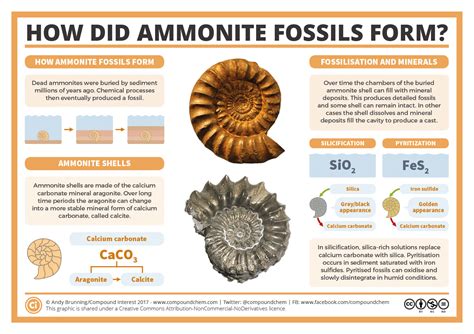 How Did Ammonite Fossils Form Compound Interest Ammonite Fossils Fossil