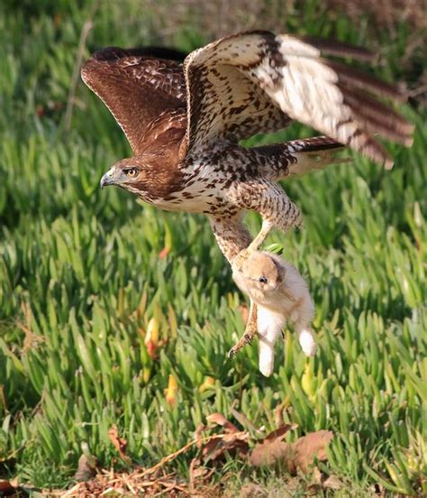 Theobromine is highly toxic to cats and can. Juvenile red tailed hawk hunting rabbit charlescpan ...
