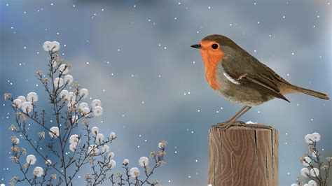 38 Best Ideas For Coloring Winter Bird Images