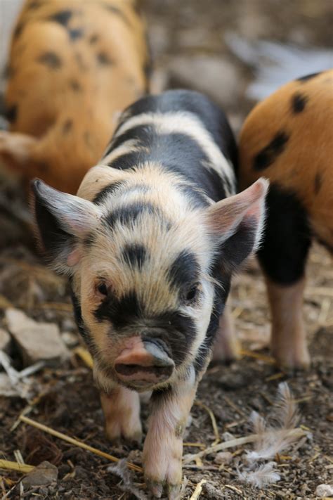 All Reserved Kunekune Piglets Rusty Bench Farm And Orchard