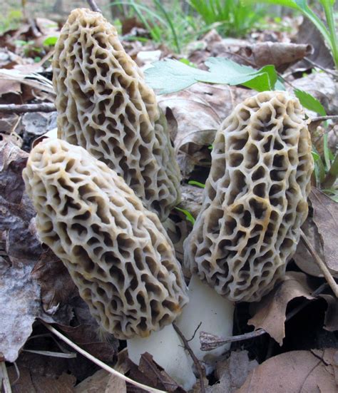 April Mushrooms of the Month | Ohio Mushroom Society