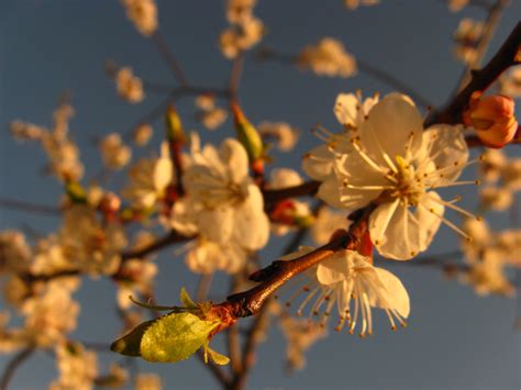 Apricot Tree In Bloom 11 Original Macro Photos — Steemit