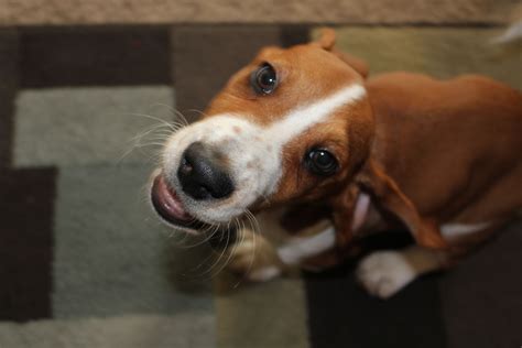 Basset Hound Information Dog Breeds At Thepetowners