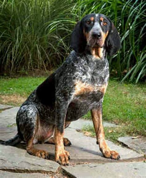 Bluetick Coonhound Dog Grand Bleu De Gascogne Bluetick