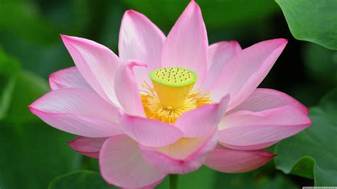 Lotus Flower Wallpapers Pictures Images