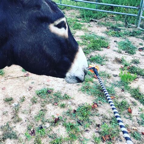 Donkey Farm On Instagram Jasper Is A Riding Donkey But He Really
