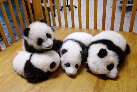 Baby Pandas Are The Cutest Animals In The World 9gag 9gagmobile By