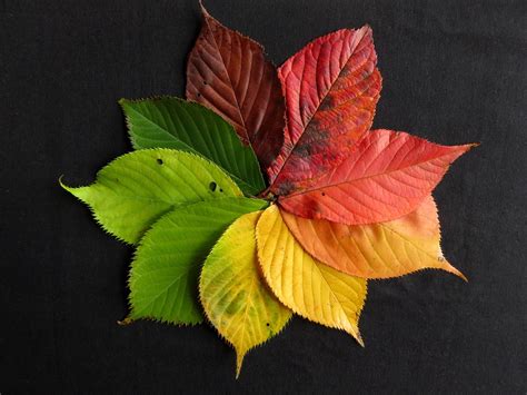 Free Photo Autumn Leaves Fall Leaves Autumn Free Image On Pixabay
