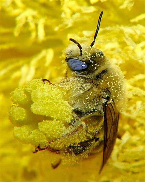 Pollination Process Of A Bee Beehivehero