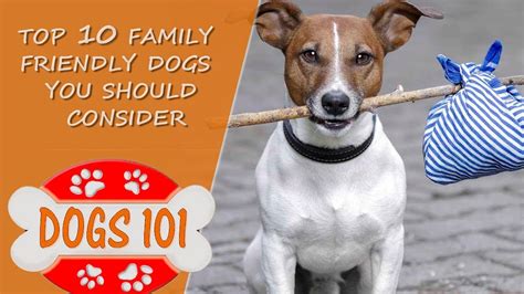 Looking for the BEST family Dog? Here are the Top 10 Family friendly