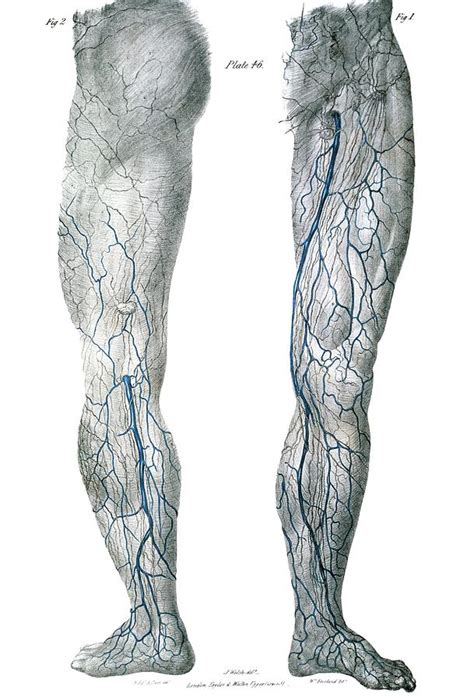 Leg Veins Anatomy