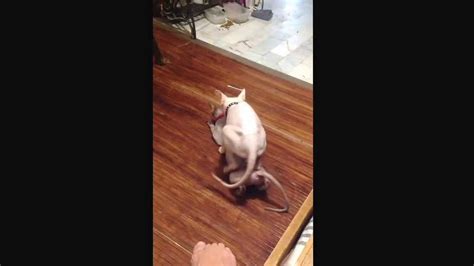Sphynx Cat Mating Youtube