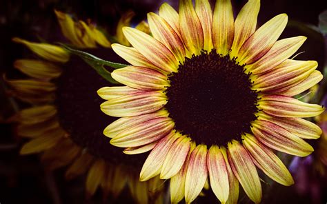 Download Wallpaper 3840x2400 Sunflower Flower Petals Macro Dark 4k