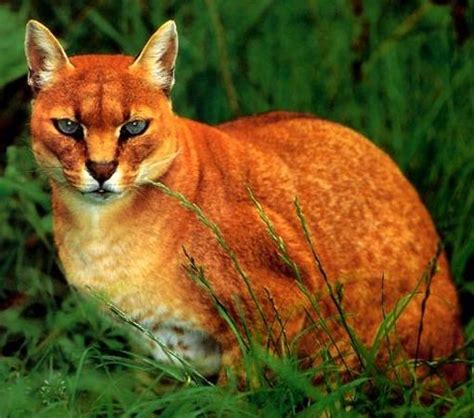 Cats Felidae Ideal Predator Bodies Animal Pictures And Facts