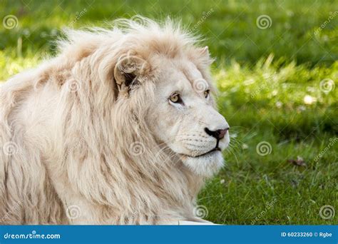 Retrato Branco Do Leão Foto De Stock Imagem De Wildlife 60233260