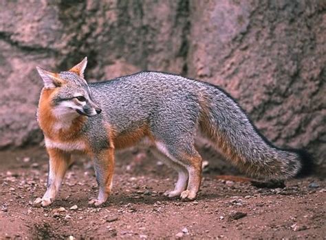 Gray Fox Urocyon Cinereoargenteus Grey Fox Fox Animals