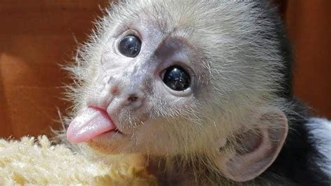 Funny Monkey Pictures Baby Animals Pictures Cute Animal Pictures