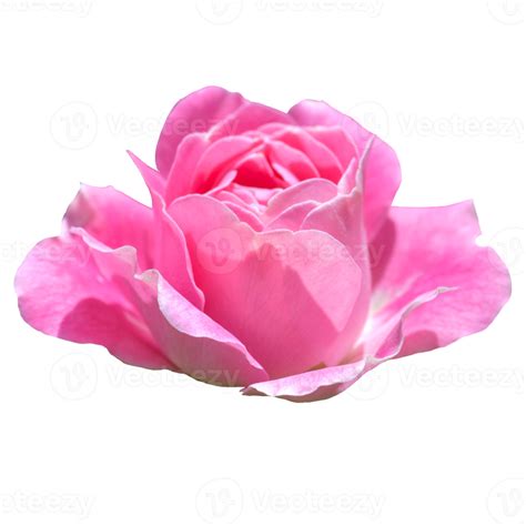 Free Beautiful Pink Rose Flower 12996205 Png With Transparent Background
