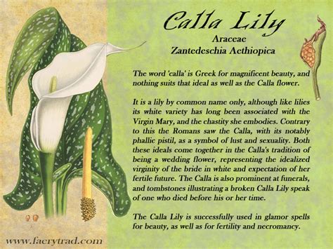 Calla Lily The Mystical Meaning And Magic Of The Common Calla Lily