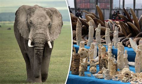 Illegal Ivory Trade Comes From Elephants Poached In Past Three Years