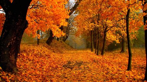 Orange Leafed Autumn Spring Trees Forest Hd Nature Wallpapers Hd