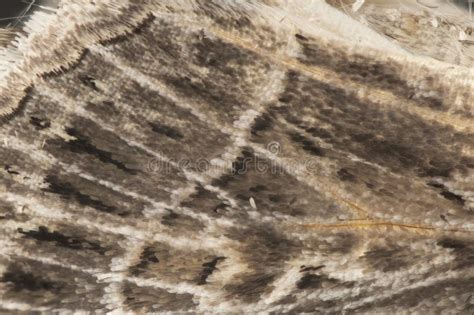 Detail Of A Moth Wing Stock Image Image Of Cream Naenia 35183583