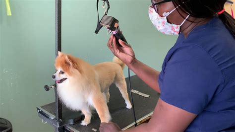 How To Trim A Pomeranian Like A Lion Youtube