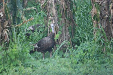 Two Turkeys Are Standing In The Tall Grass