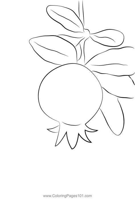 Pomegranate Up Tree Coloring Page For Kids Free Pomegranate Printable
