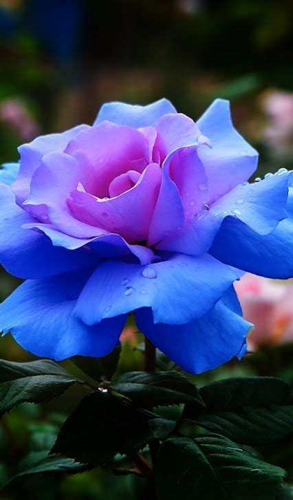 Glowing Blue Rose Beautiful Gorgeous Pretty Flowers Geny Pinterest