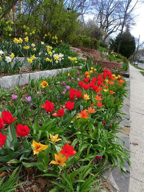 Daylilies And Spring Bulbs The Perfect Combination