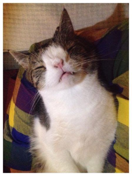 A Strangely Deformed Cat That Is Still Pretty Adorable 26 Pics