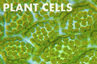 Animal cells do not have these rigid exteriors. Animal Cells | Basic Biology