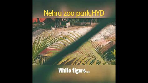 White Tigers Nehru Zoological Park Hyderabad Youtube