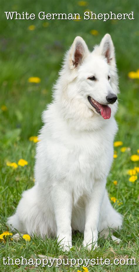 White German Shepherd Dog A Complete Guide To A Snowy
