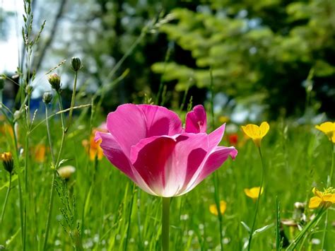 Cvijeće Na Livadi Proljeće Download Besplatna Pozadina