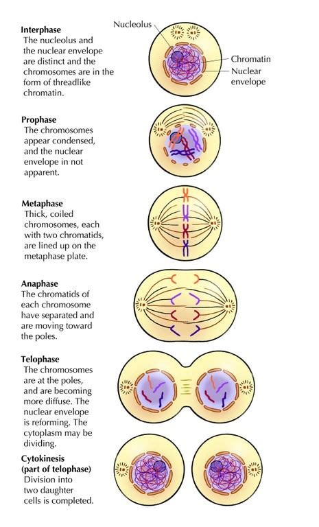 Mitosis Cell Cycle Cell Division Pmf Ias