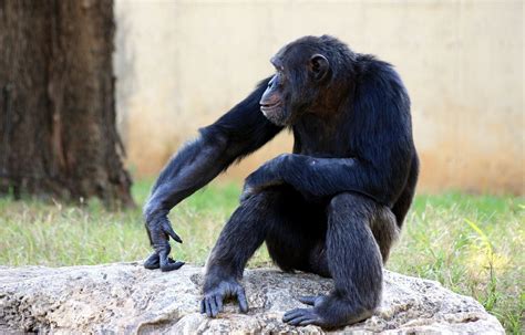 Chimpanzee Monkey Apes Free Photo On Pixabay Pixabay