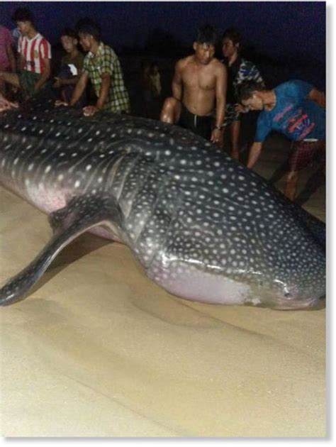 Two Dead Whale Sharks Discovered In Myanmar Burma 4 Found Locally