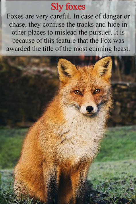 Education Sly Foxes Animal Facts Interesting Fox Facts Animal Facts
