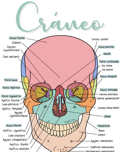 AnatomÍa