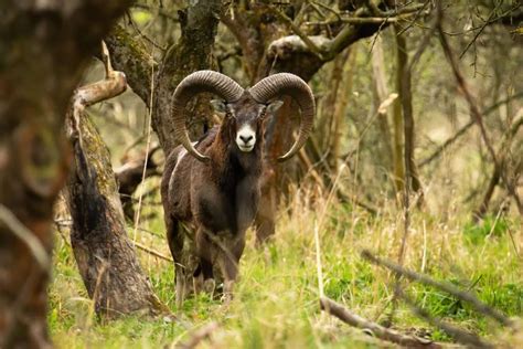 Mouflon Sheep Hunting In Hawaii Hunting The World