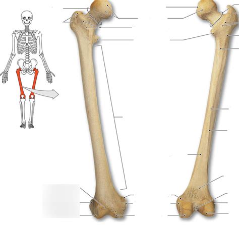 Anatomy Of The Femur Bone
