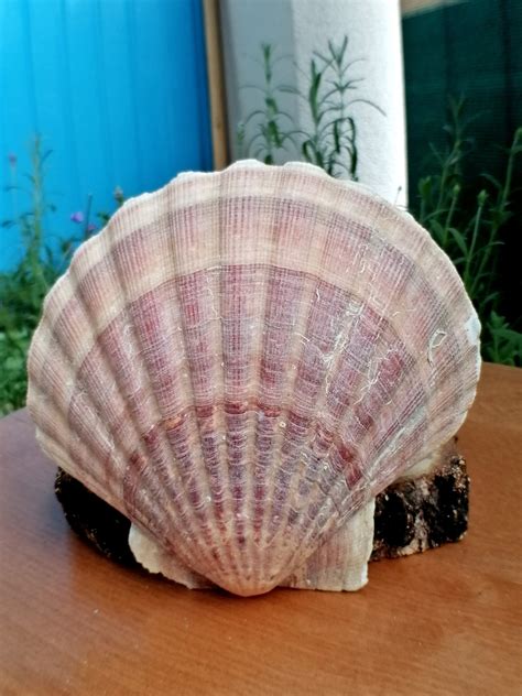 Big Scallop Natural Seashell Genuine Specimen Chlamys Scallop Etsy